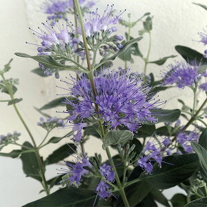 Ԃ̕c/i킯jJIveXFOu[3.5|bg 2Zbg