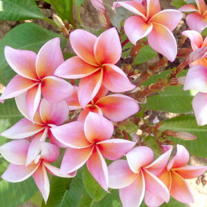 Ԗ ؂̕c/vAF~XeB[NiMystiquej5A