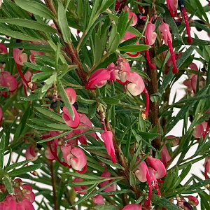 Ԗ ؂̕c/i킯jOrAFWGoX7|bgA*