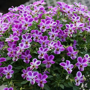 Ԃ̕c/MSKK[fɏփrIFt[bg _[hrbgsN3|bg