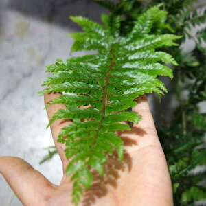 []V_FCmfi̎j5|bg 10Zbg