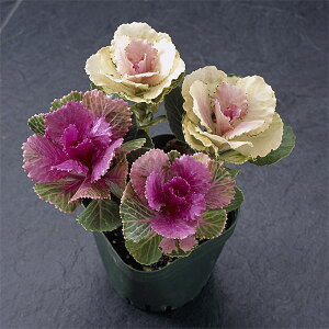 Ԃ̕c/n{^F V[2F~bNX4{d3.5|bg