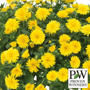 Ԃ̕c/JfFp[fCW[ETj[3|bg 12Zbg