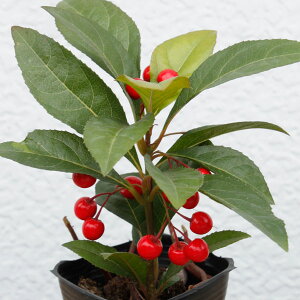 Ԗ ؂̕c/tuREW3|bg 2Zbg