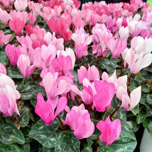 Ԃ̕c/VNFNiԐF~bNXj3|bg