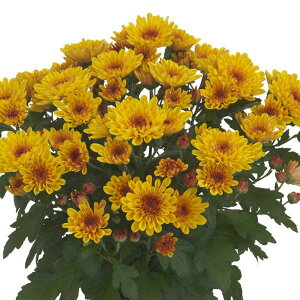 Ԃ̕c/|bgNTZ}E}EgI[rXN AvRbg 3.5|bg