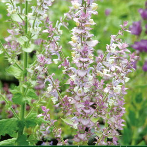 Ԃ̕c/N[Z[WiTrA XNAj3.5|bg