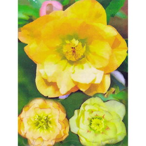 ]c|̃NX}X[YF_uCG[n3.5|bg