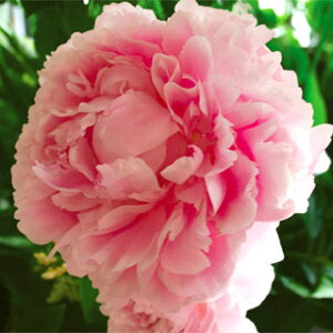 Ԃ̕c/VNNi䉖jFvWfgEB\4|bg