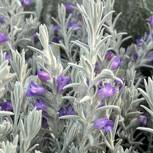 Ԃ̕c/GtBFXm[NX^2.5-3|bg