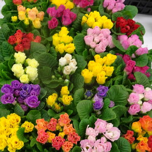 Ԃ̕c/dvFLfB}WbN3|bg 6Zbg