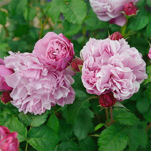 o̕c/[]i킯jfo[[YFTgEm[Vc4A