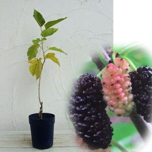 ʎ̕c/}x[iKjFmiC`mZj5|bg