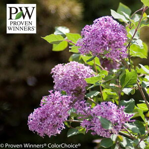 Ԗ ؂̕c/qCbNi킢CbNjFy_[5A