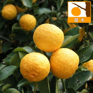 ʎ̕c/YiMqjFniiԗMj4`5|bg