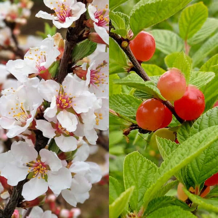 楽天市場 果樹の苗 ユスラウメ 赤実4 5号ポット 園芸ネット プラス