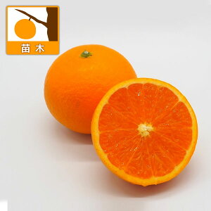 ʎ̕c/L~IWiIWj4`5|bg