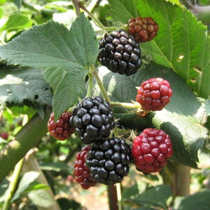 ʎ̕c/LC`Si؂jFubNx[gg[X3.5`4|bg