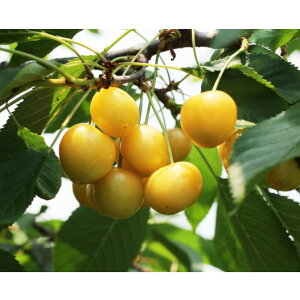 ʎ̕c/TN{F4`5|bgږؕc