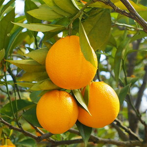 ʎ̕c/Ri܂݂jl[u4`5|bg