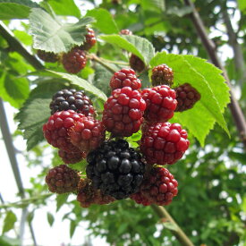 果樹の苗/キイチゴ（木いちご）：ブラックベリー ソーンフリー（ソンフリー）4〜5号ポット