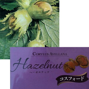 果樹の苗/ヘーゼルナッツ（西洋ハシバミ）：コスフォード4.5〜5号ポット