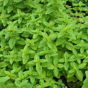 n[u̕c/[]IKmFRipIKmj3|bg 24Zbg