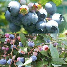 果樹の苗/ブルーベリー：ラビットアイ系2種セット（ティフブルーとブルーシャワー）5号ポット
