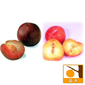 果樹の苗/スモモ(プラム）2種受粉樹セット：ソルダムとサンタローザ