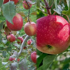 果樹の苗/リンゴ2種受粉樹セット：ふじ（富士）と津軽（つがる）