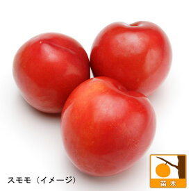 果樹の苗/スモモ(プラム）2種受粉樹セット：サンタローザとメスレー
