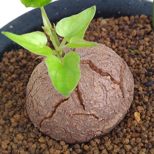 ϗtA/fBIXRAiTbjFGt@eByX3|bg