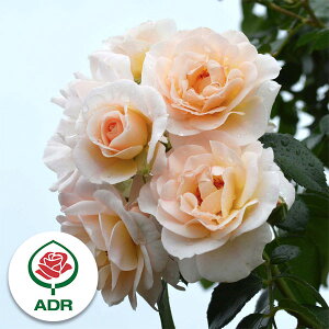 o̕c/[][IZ[]oFVEXc6|bg