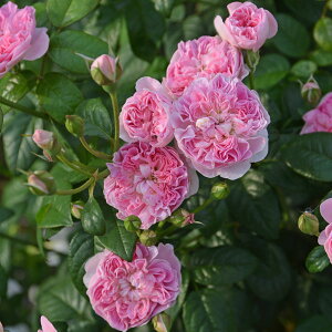 o̕c/[]TEIGeBXFVyg6pA*