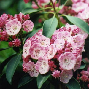 Ԗ ؂̕c/J~AFLfB[40cm