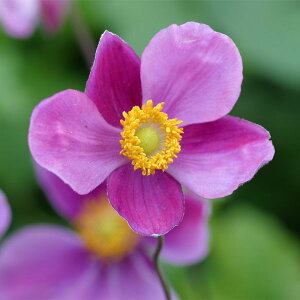 Ԃ̕c/VECMNiHejFnhXyAo_X3.5|bg