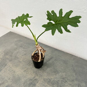 ϗtA/tBfhFZ[オ2.5|bg