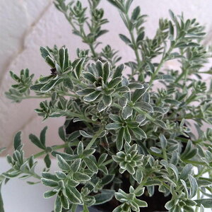 Ԗ ؂̕c/EGXgMAFX[L[2.5-3|bg 2Zbg