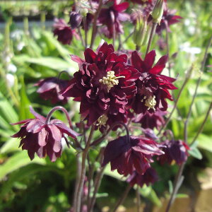 Ԃ̕c/dI_}LF{h[o[3.5|bg 2Zbg