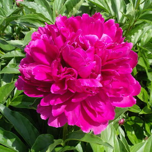 Ԃ̕c/VNNi䉖jF oJ[q4|bg