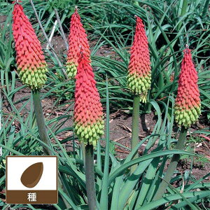 NjtHtBAigg}jFgtBbN Cg