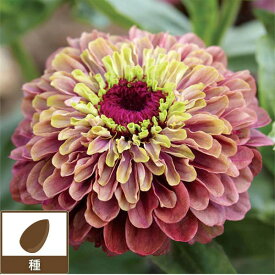 ジニア：クイニーライムレッド