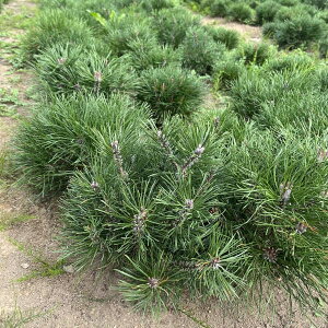 Ԗ ؂̕c/^i}ct20-25cm