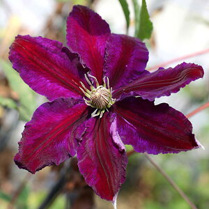 N}`X̕c/N}`XFubNEeB[4.5|bgipeXnj