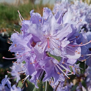 Ԗ ؂̕c/ccWiu[njFN[^[CN5|bg