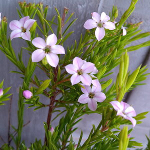 Ԗ ؂̕c/RIl}ETZbgS[h3|bg 4Zbg