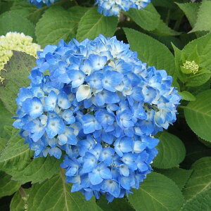 Ԗ ؂̕c/[]AWTCFslG炫iAMEVLULj3-3.5|bg 6Zbg