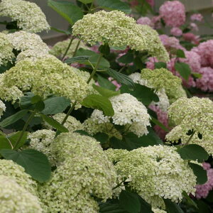 Ԗ ؂̕c/AWTCiAJjFC̃Aix5|bg