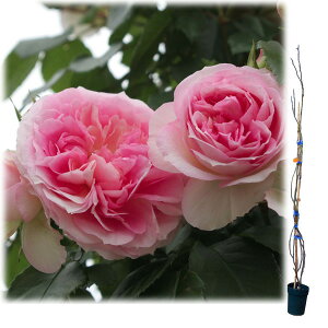 o̕c/oFA~ }eBJc6|bg