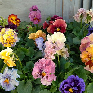 Ԃ̕c/pW[FbtiԐF낢j3`3.5|bg 6Zbg